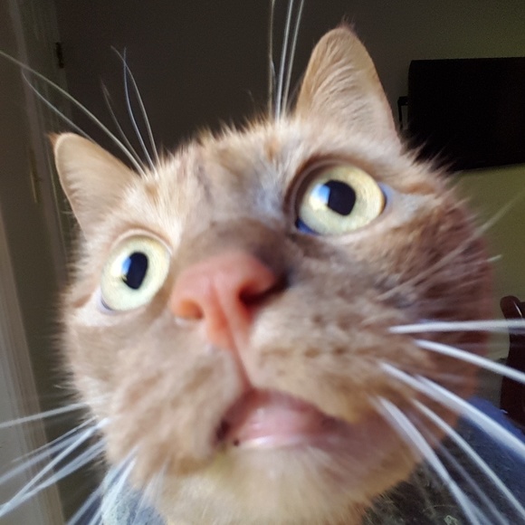 Meet your Posher, Emily - Picture 2 of 4