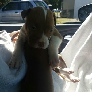 Meet your Posher, Antonio