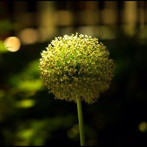 Meet your Posher, Anil