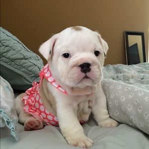 Meet your Posher, Janet