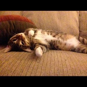 Meet your Posher, Lex