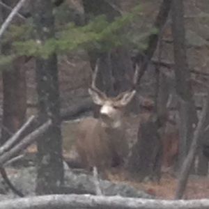 Meet your Posher, Kade