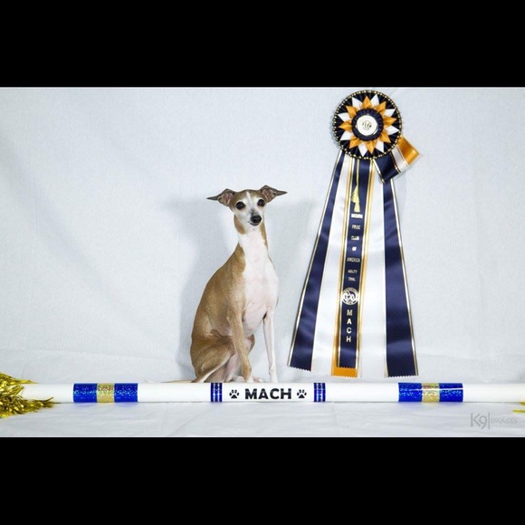 Meet your Posher, Audrey - Picture 4 of 6