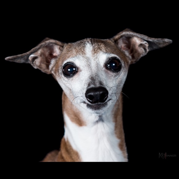 Meet your Posher, Audrey - Picture 5 of 6