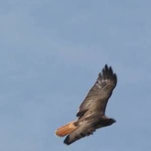 Meet your Posher, Penny