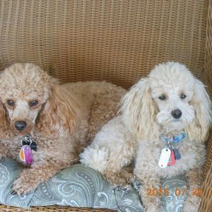 Meet your Posher, James-ruth