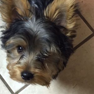 Meet your Posher, Penny