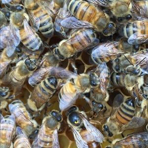 Meet your Posher, Crystal