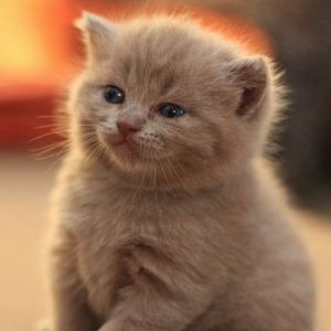 Meet your Posher, Darcilyn