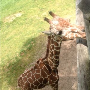 Meet your Posher, Traci