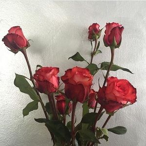 Meet your Posher, Sophia