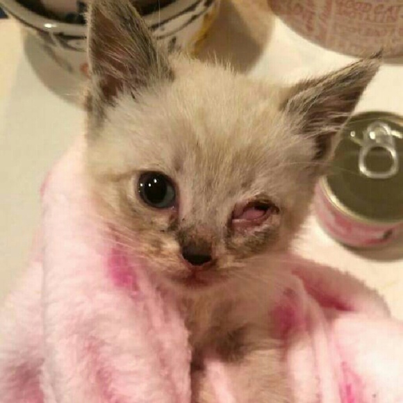 This is why I sell on Posh!!! 🐱💕 - Picture 2 of 4