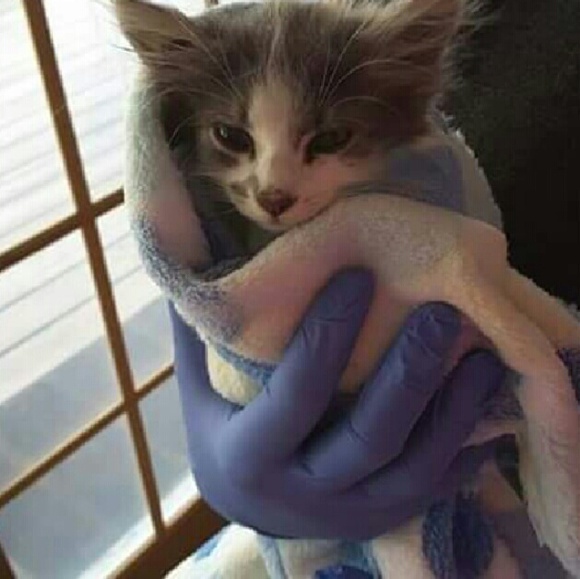 This is why I sell on Posh!!! 🐱💕 - Picture 3 of 4