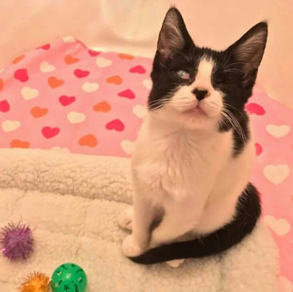 This is why I sell on Posh!!! 🐱💕 - Picture 4 of 4