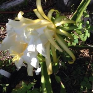 Meet your Posher, Lynne