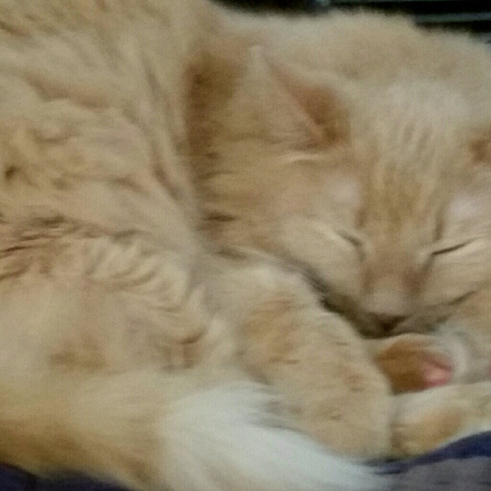 Meet your Posher, Patti