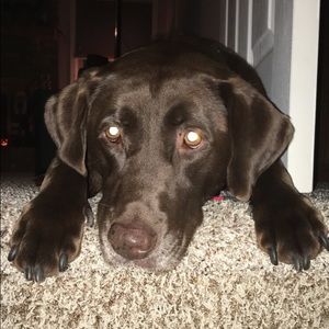 Meet your Posher, Lindsay