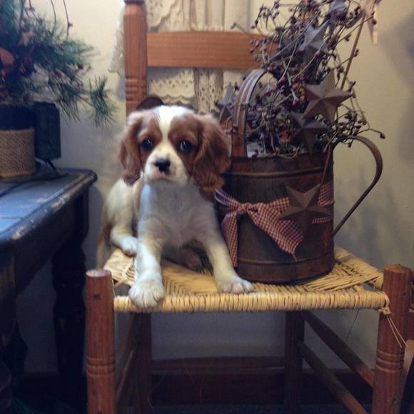 Meet your Posher, Kristi - Picture 1 of 1