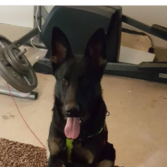 Meet your Posher, Daniel - Picture 1 of 1