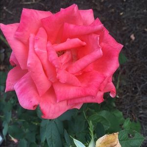 Meet your Posher, Sophia