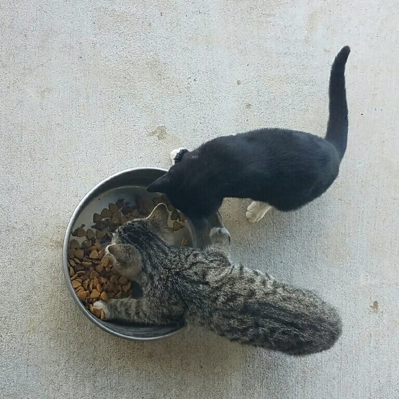 Meet your Posher, Amanda - Picture 1 of 1