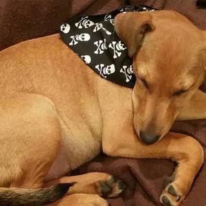 Meet your Posher, Holly