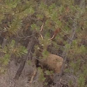 Meet your Posher, Cj