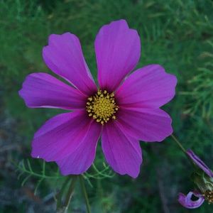 Meet your Posher, Makena