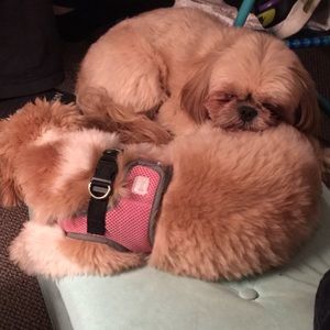 Meet your Posher, Alicia