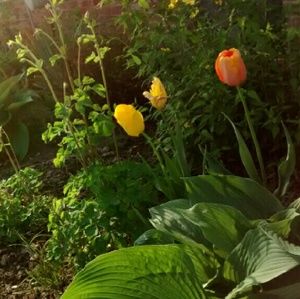 Meet your Posher, Molly