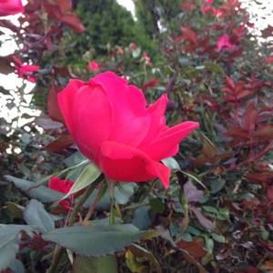 Meet your Posher, Misty