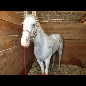 Meet your Posher, Servando