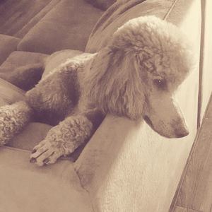 Meet your Posher, Lou