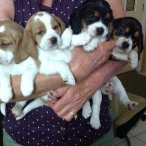 Meet your Posher, Cher