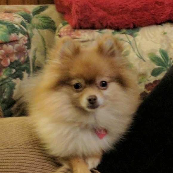 Meet your Posher, Lori