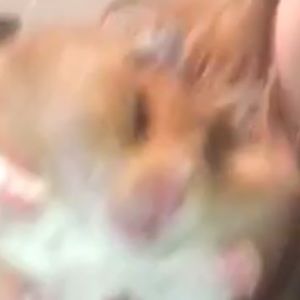 Meet your Posher, Audrey