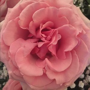 Meet your Posher, Amber