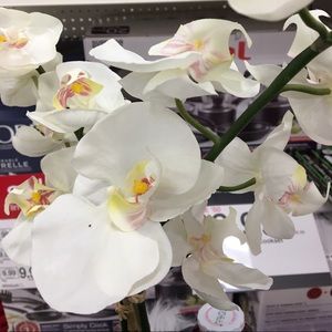 LOWERED PRICES- WILL RAISE AFTER CYBER MONDAY