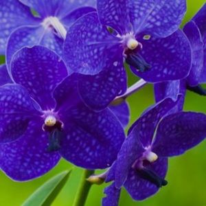 Meet your Posher, Dana