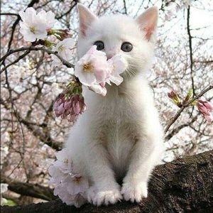 Meet your Posher, Wanda