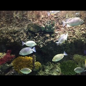 Meet your Posher, Ngoc