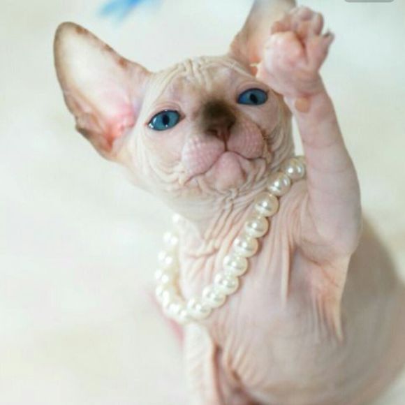 Meet your Posher, Leilani - Picture 1 of 1