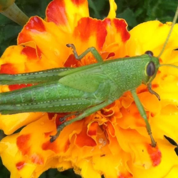 Meet your Posher, Gail