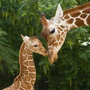 Meet your Posher, Janice