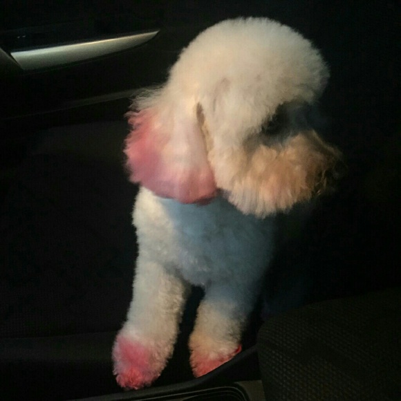 Meet your Posher, Brianna - Picture 1 of 1