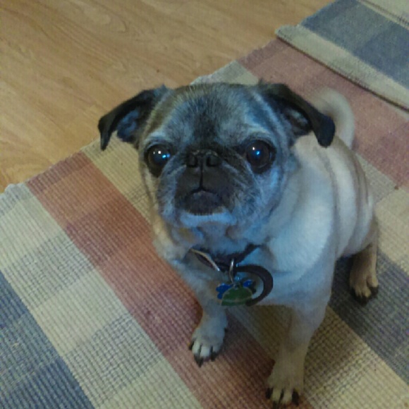 Meet your Posher, Adelle - Picture 2 of 2