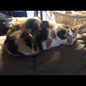 Meet your Posher, Amber