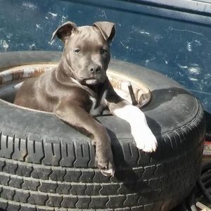 Meet your Posher, Sam