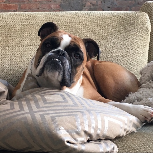 Meet your Posher, Sierra - Picture 3 of 3