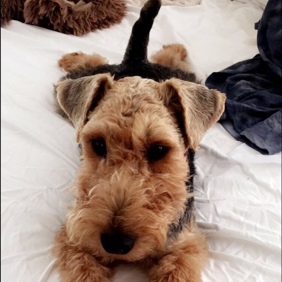 Meet your Posher, Lauren - Picture 2 of 3